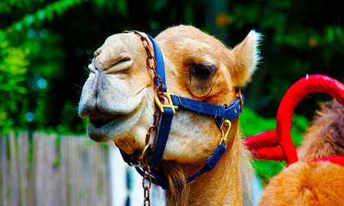 Сонник Верблюд, к чему снится Верблюд во сне видеть