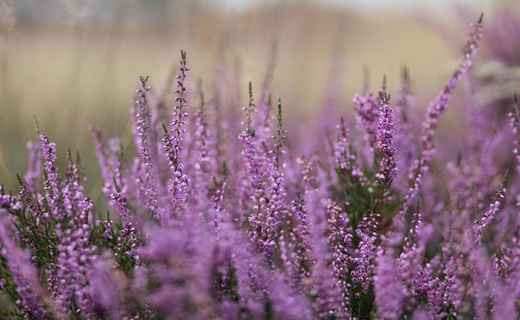 Сонник Вереск, к чему снится Вереск во сне видеть