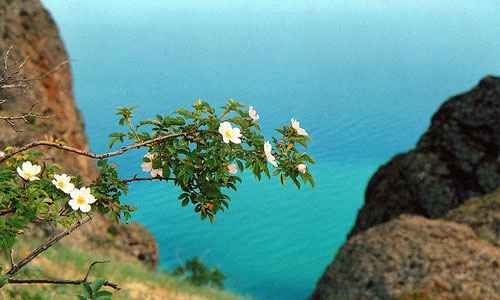 Сонник Ветка, к чему снится Ветка во сне видеть