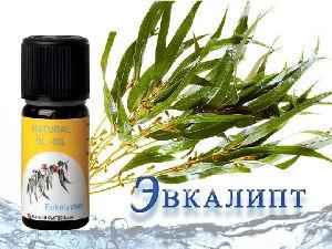 Масло эвкалипта: применение при насморке, капли в нос и спрей с эвкалиптом