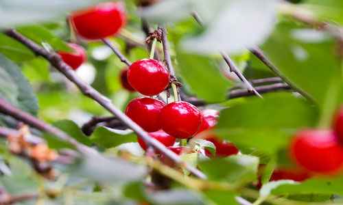 Сонник Вишни, к чему снятся Вишни во сне видеть