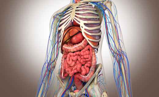 Сонник Внутренности, к чему снятся Внутренности во сне видеть