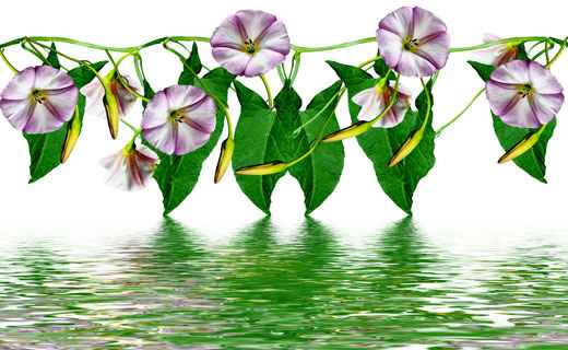 Сонник Вьюнок, к чему снится Вьюнок во сне видеть