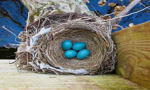 Сонник Гнездо, к чему снится Гнездо во сне видеть