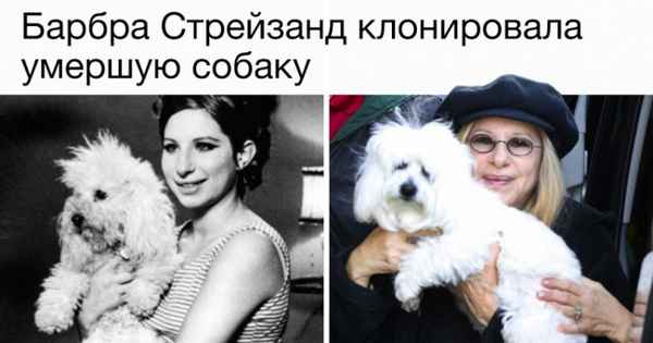 5 cyмacшедших поступков знаменитостей, в которые верится с трудом