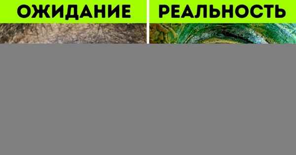6 cyмacшедших экспериментов, с помощью которых ученые собираются вернуть динозавров к жизни