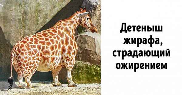 8 вирусных фото и видео, которые оказались подделками