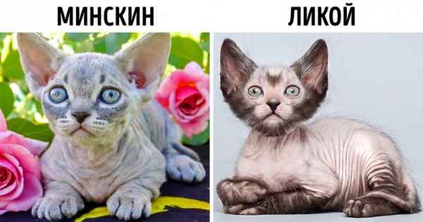 8 пород кошек, которые появились за последние годы, а мы и не знали