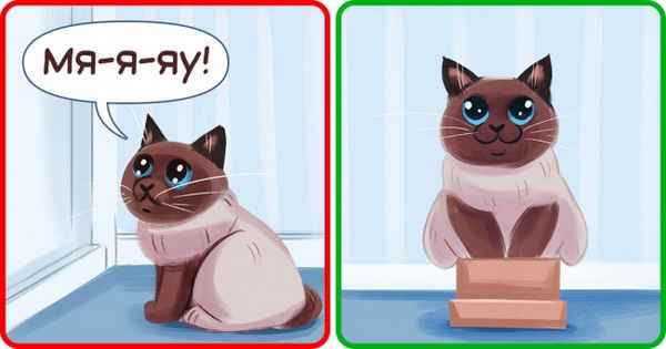 9 вредных кошачьих привычек, которые мы сами воспитываем