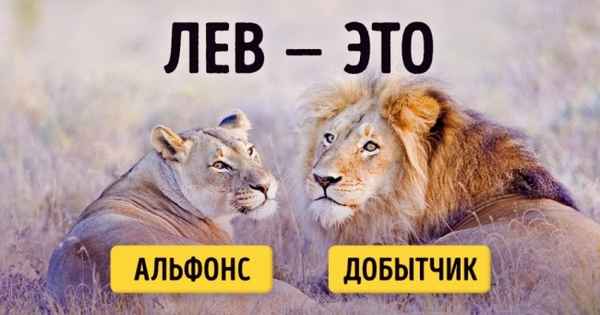 9 неожиданных черт диких животных, о которых мы не знали