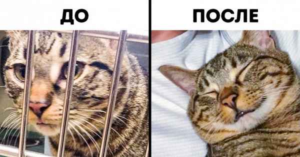 9 шагов помощи бездомному животному, которые может сделать каждый человек