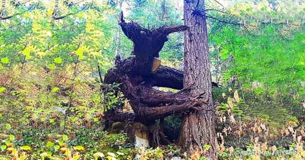 12 жутких лесов, в которых страшно даже днем