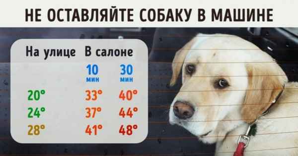12 простых правил, чтобы уберечь питомца от теплового удара в жару