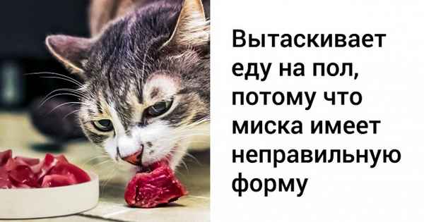 14 вещей, которые нельзя делать при уходе за кошкой