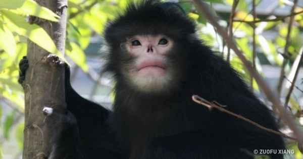 15 животных, о которых мир узнал совсем недавно