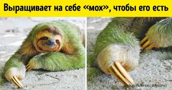 15 существ, которым эволюция подарила такие способности, о каких человек может только мечтать