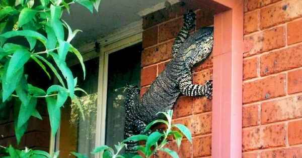 24 фото, доказывающих, что Австралия не просто другая страна, а совершенно иной мир