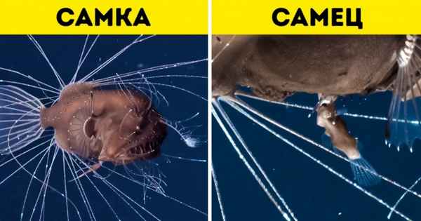 26 фактов о животных, которые кажутся чьей-то шуткой, но это чистая правда