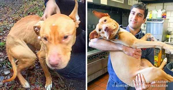 Годовалый питбуль замерзал в заброшенном доме, но помощь пришла откуда не ждали