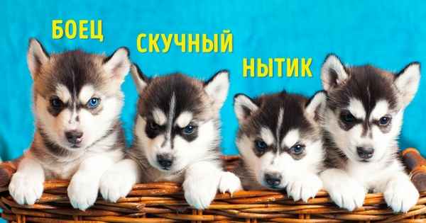 Есть одна важная вещь, о которой мы забываем при выборе собаки