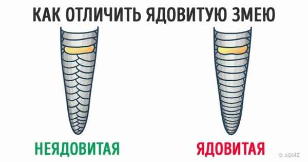 Знание этих 15 фактов однажды может спасти вашу жизнь