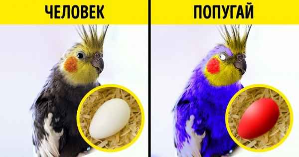 Каким бы выглядел мир вокруг, будь вы динозавром, кальмаром или просто бактерией