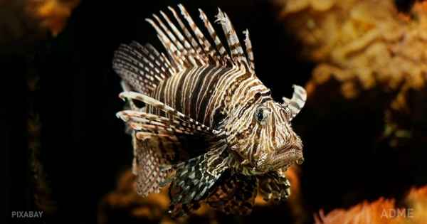 Ученые запустили онлайн-трaнcляцию со дна Марианской впадины