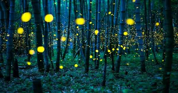 Фотографы, чьи работы покорили тысячи людей в этом году