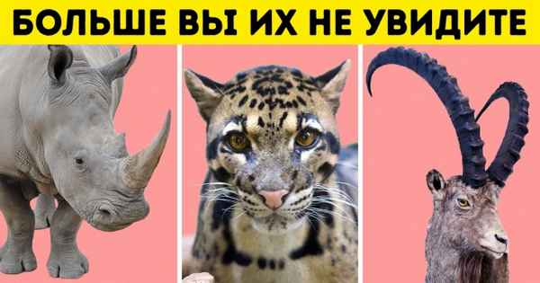 Человечество уничтожило 60 % животных с 1970 года