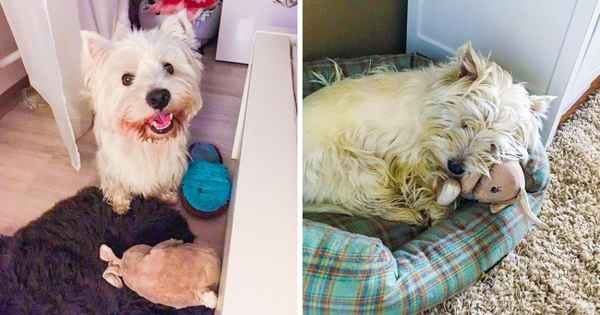 Этот пес обожает плюшевых зайцев, но их перестали выпускать