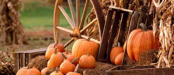 Госпожа тыква: а ещё её едят