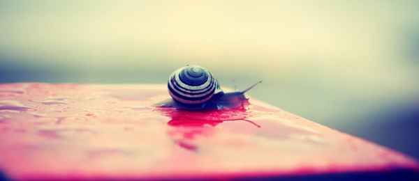 Бегущая с улиткой