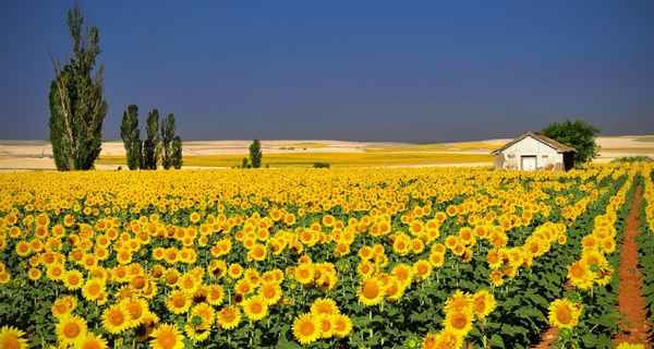 Украинская война: глупый подмосковный женский взгляд