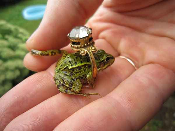 Заседание пятое