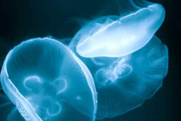 Глубоководные трещины Мирового океана: список, описание