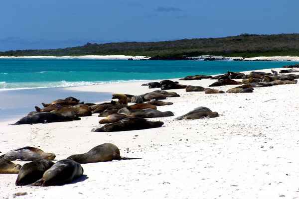 Галапагосские острова: описание, фото
