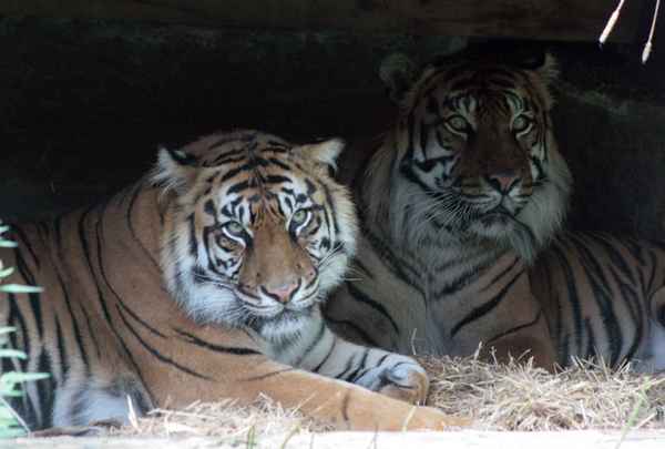 8 городов с лучшими зоопарками мира