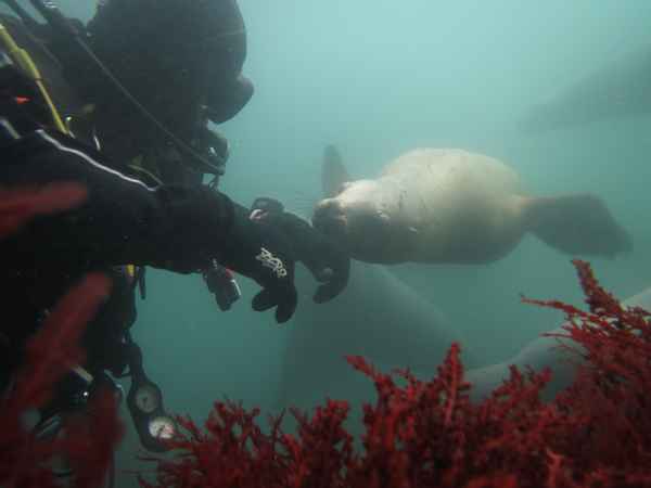 9 городов России для любителей дайвинга