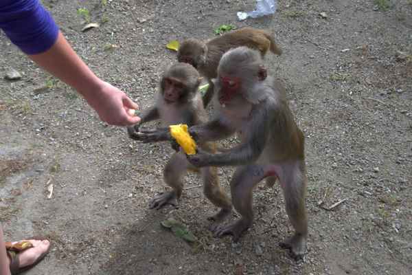 Почему туристам нужно быть предельно осторожными на Острове Обезьян в Нячанге