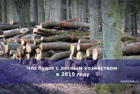 Что будет с лесным хозяйством в 2020 году