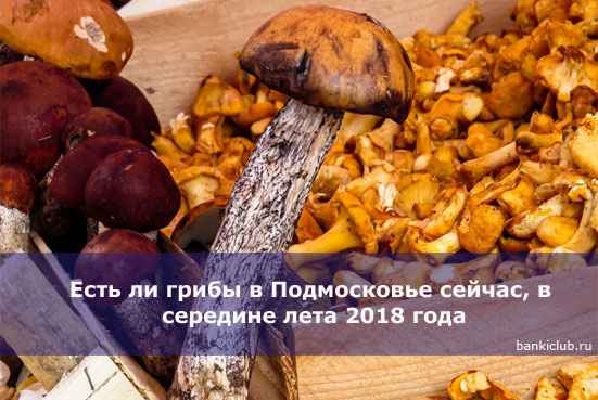 Есть ли грибы в Подмосковье сейчас, в середине лета 2020 года