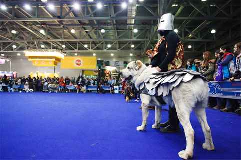 Международная выставка собак РКФ &ldquo;Евразия 2017&rdquo;